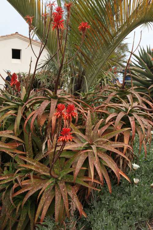 Image of Aloe 'Big Mac'