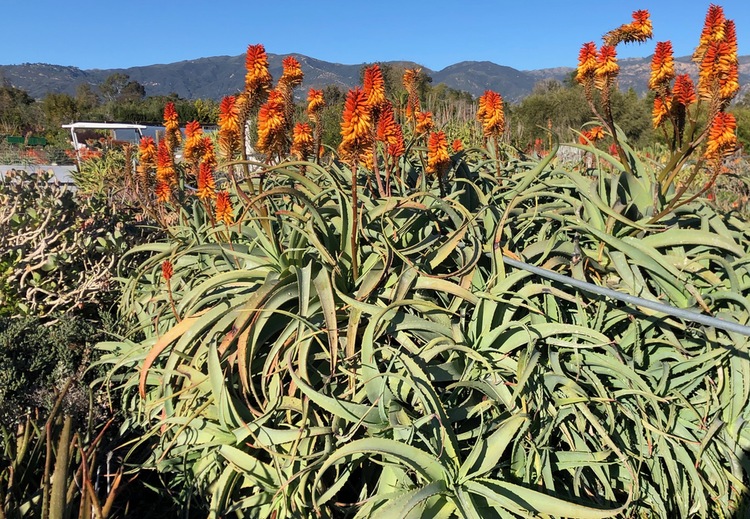 Image of Aloe 'Birds and Bees'