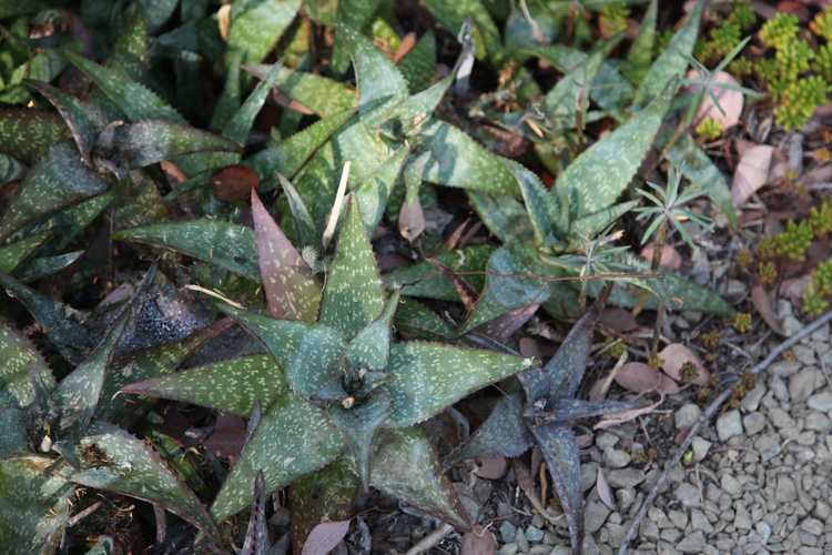 Image of Aloe 'Brown-Powys 21'