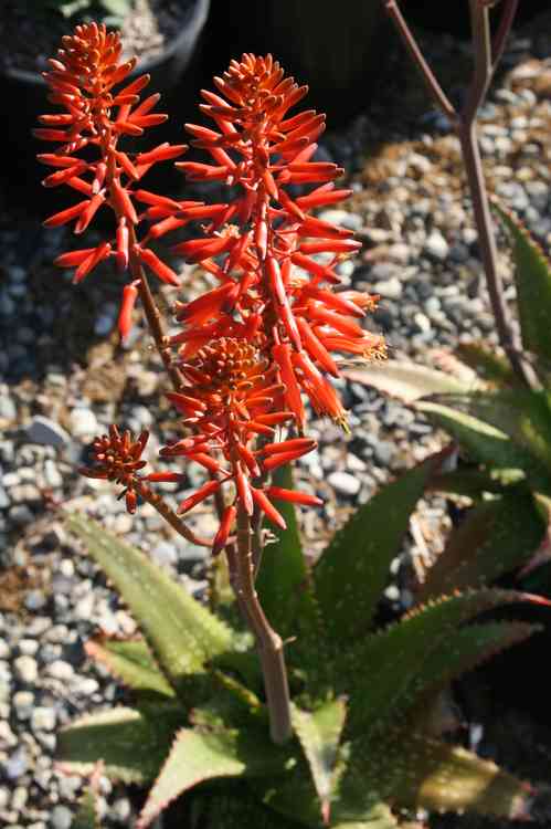 Image of Aloe 'Cynthia Giddy'