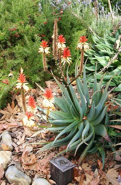 Image of Aloe 'David Verity'