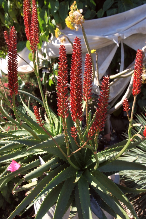 Image of Aloe 'Erik the Red'