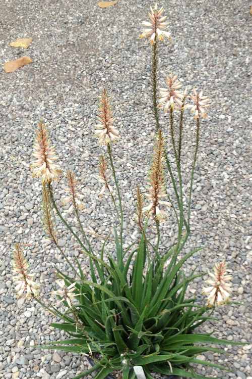 Image of Aloe 'Fairy Pink'