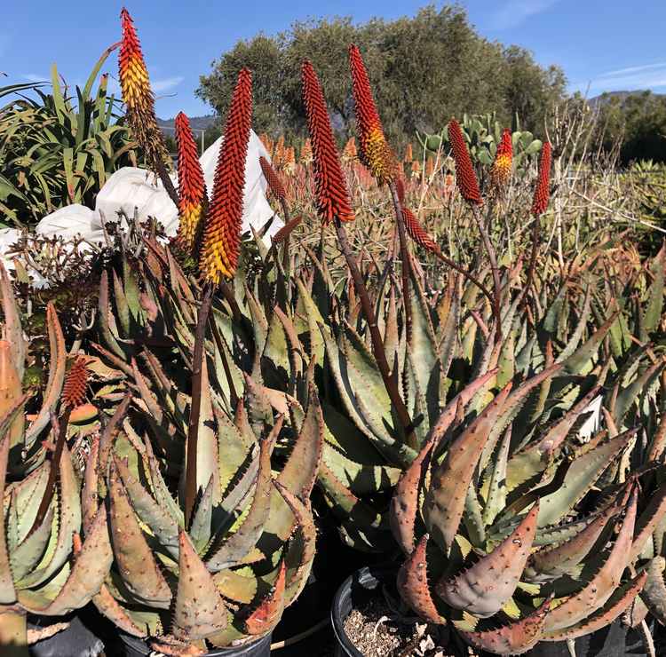 Image of Aloe 'Flaming Conundrum'