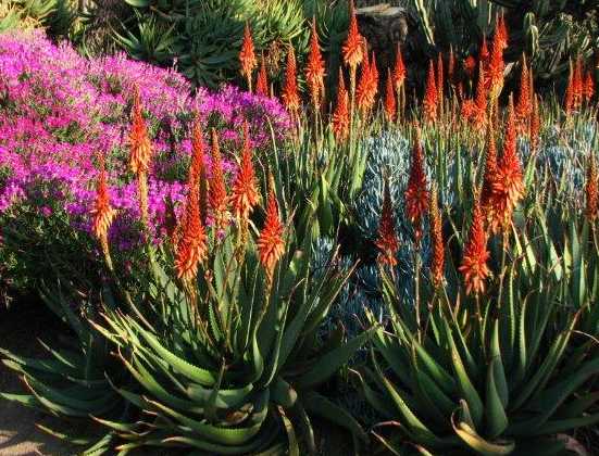 Image of Aloe 'Giddy Flame'