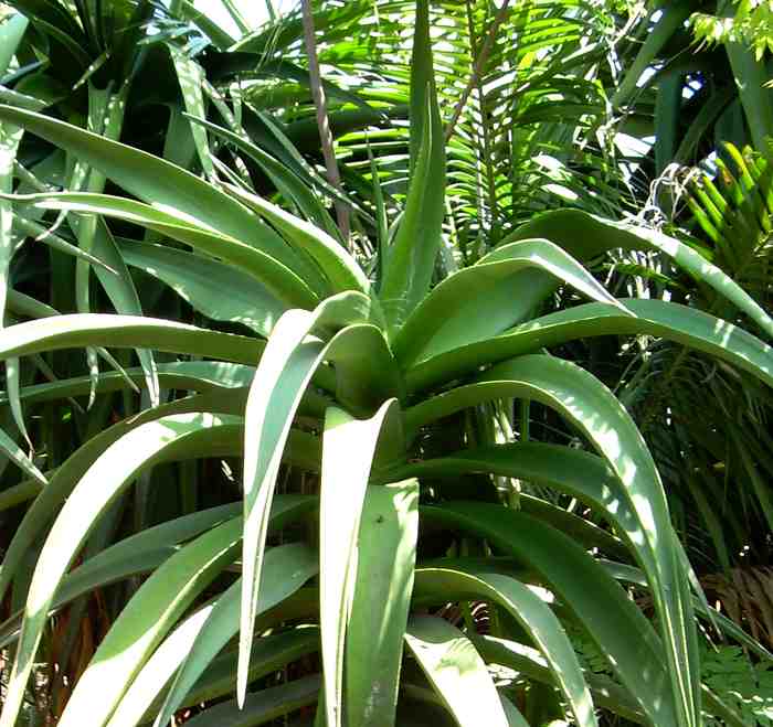 Image of Aloe 'Goliath'