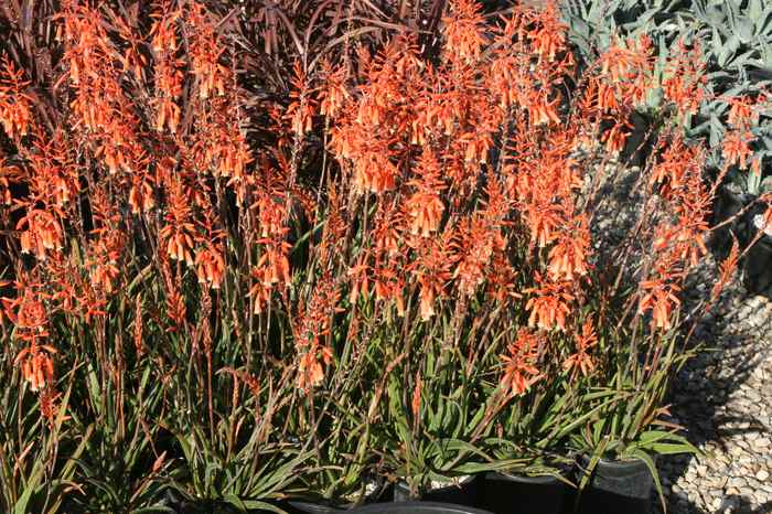 Image of Aloe 'Grassy Lassie'