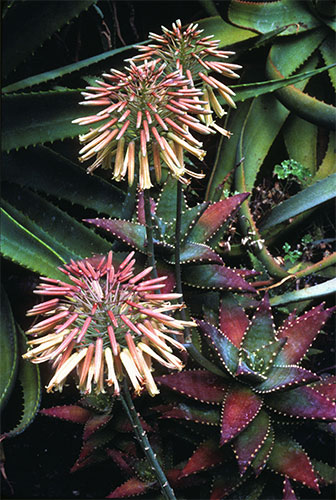 Image of Aloe 'Hellskloof Bells'