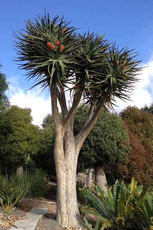 Image of Aloe 'Hercules'