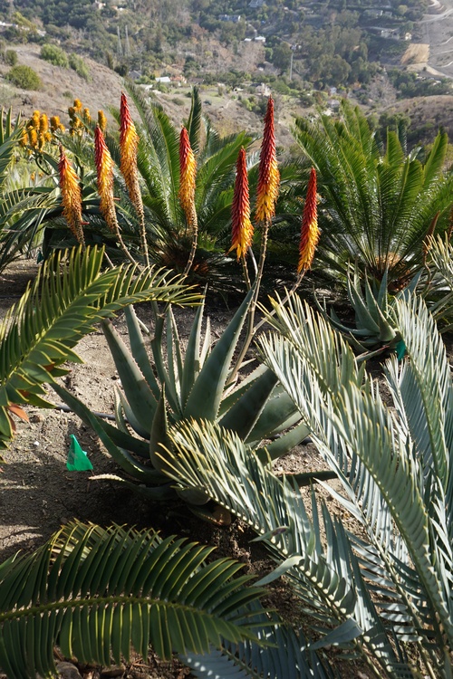 Image of Aloe 'Hot Flash'