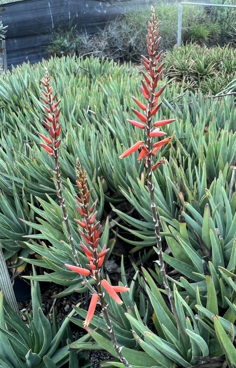 Image of Aloe 'Jenny Lind'