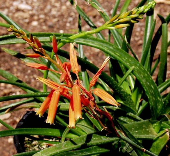 Image of Aloe 'Johnson's Hybrid'