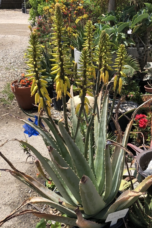 Image of Aloe 'Lode's Yellow'