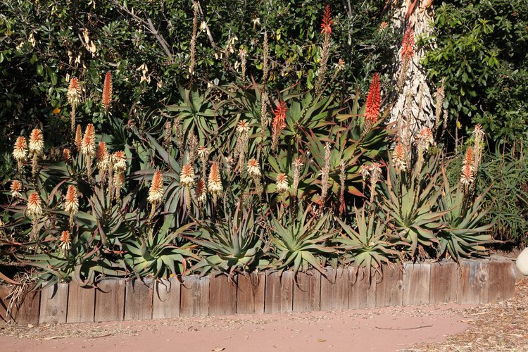 Image of Aloe 'Malibu Peach'