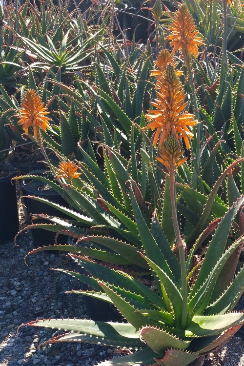 Image of Aloe 'Orange Beauty'