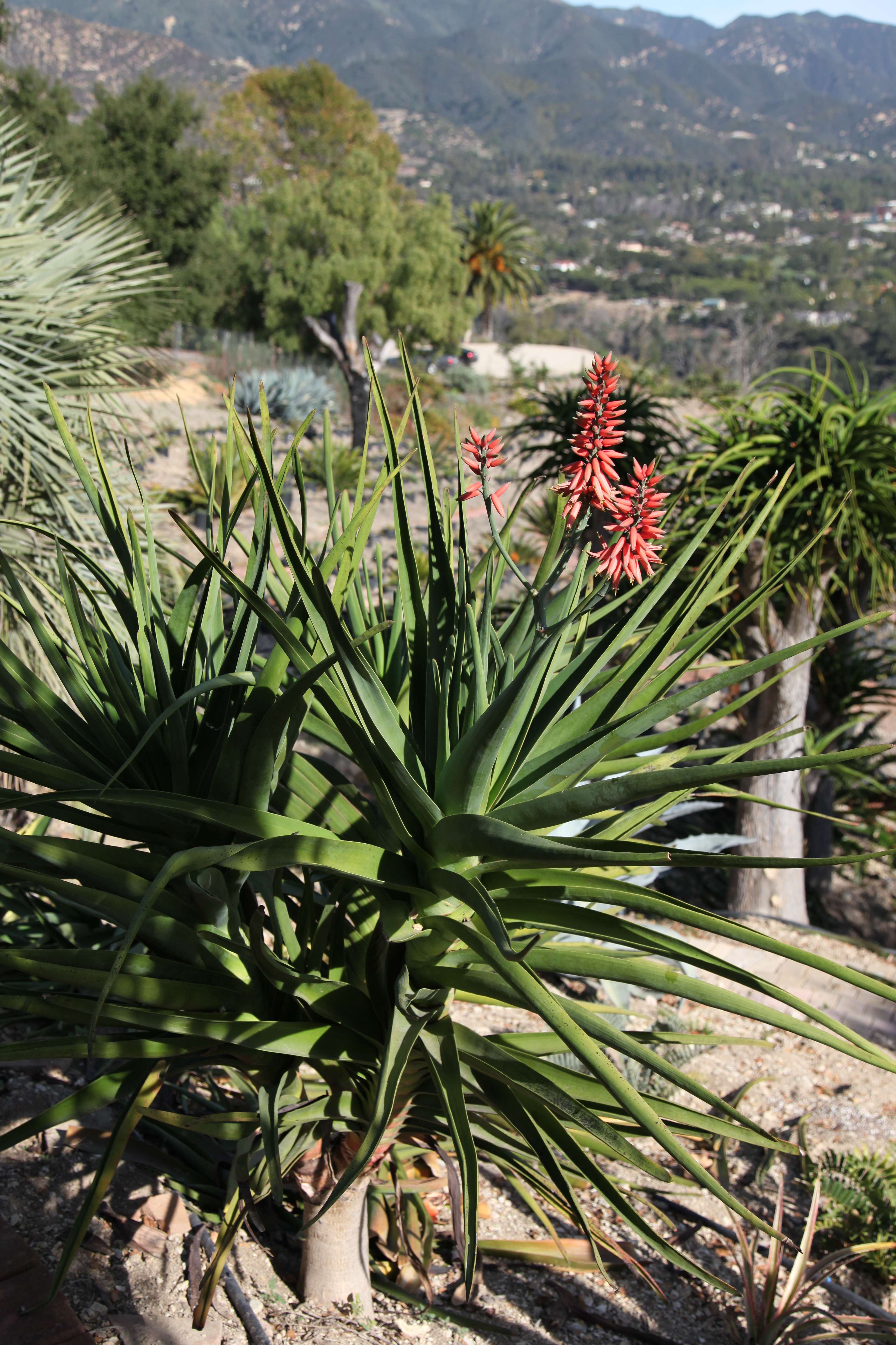 Image of Aloe 'Pandan'