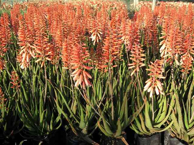 Image of Aloe 'Safari Rose' PP28,002