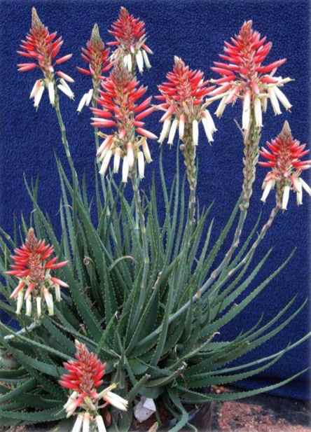 Image of Aloe Safari Sunrise ['X5'] PP23,267