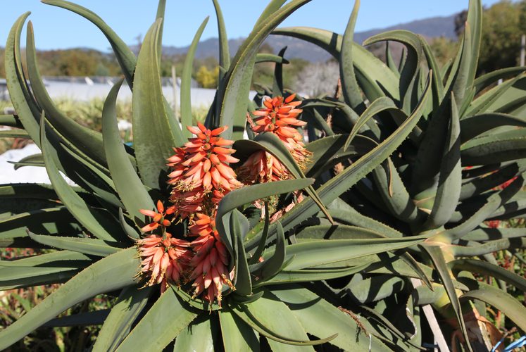 Image of Aloe 'Samson'