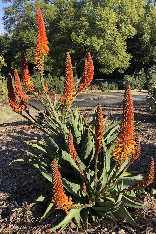 Image of Aloe 'Spiney'