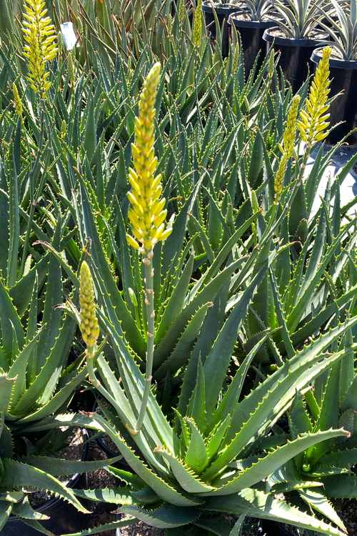 Image of Aloe 'Sunshine'