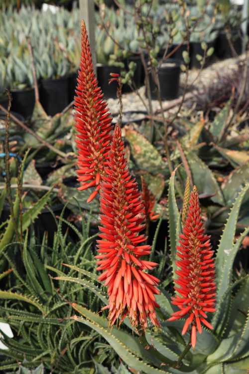 Image of Aloe Scarlet Rockets ['LEO 3711']