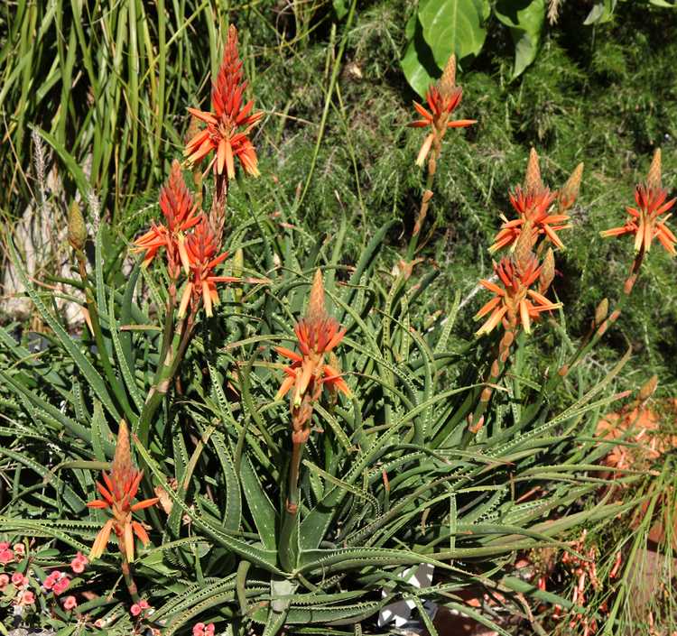 Image of Aloe Topaz ['LEO 4120']