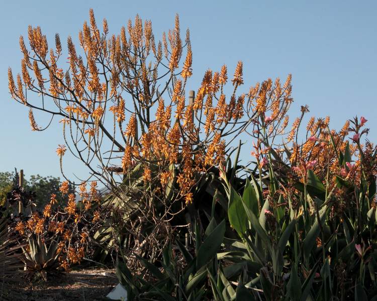 Image of Aloe 'Yemeni Gold'