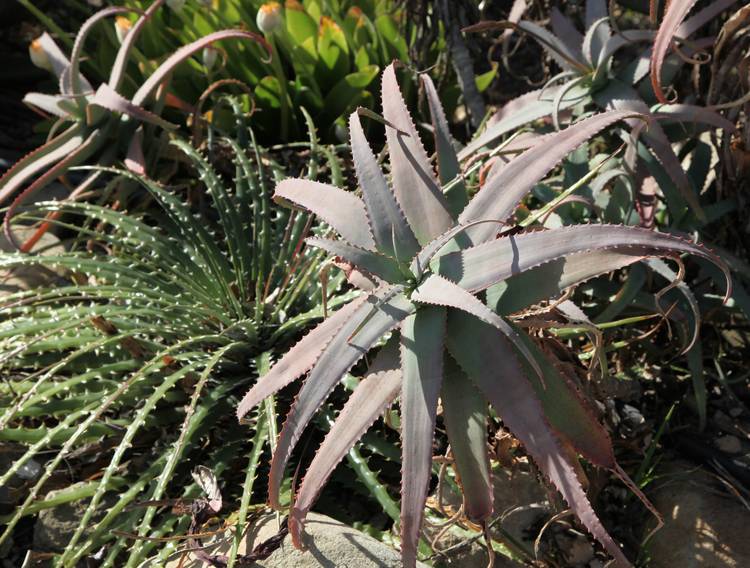 Image of Aloe acutissima