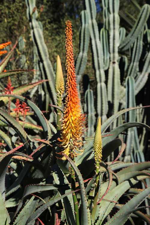 Image of Aloe africana