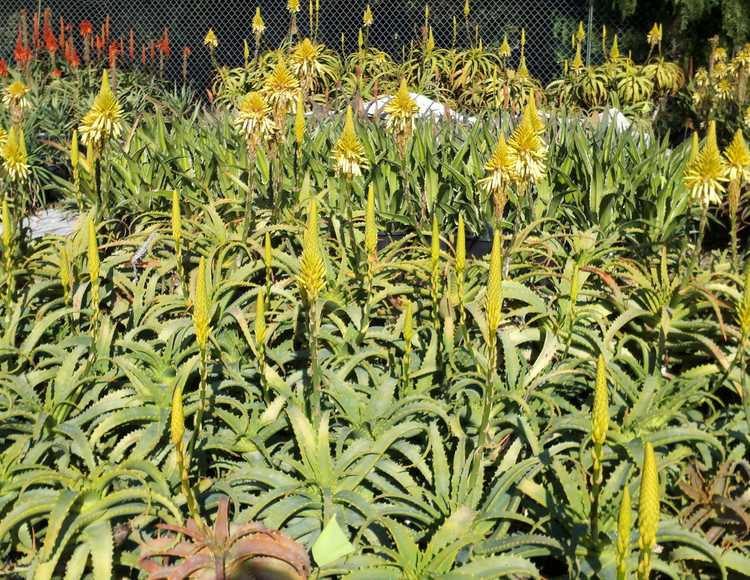 Image of Aloe arborescens 'Lutea'