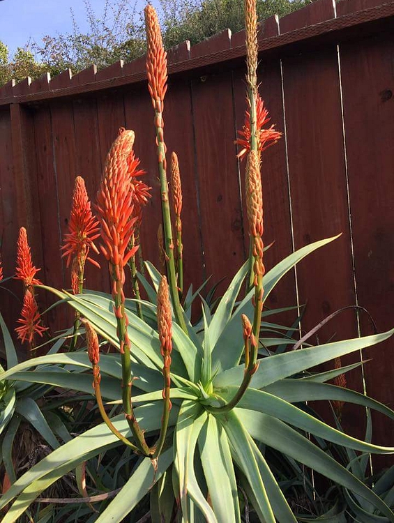 Image of Aloe arborescens 'Spineless'