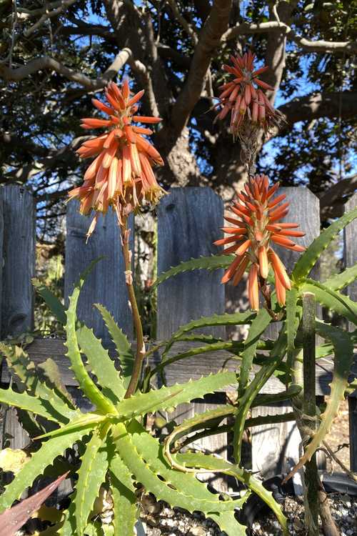 Image of Aloe arborescens var. mzimnyati