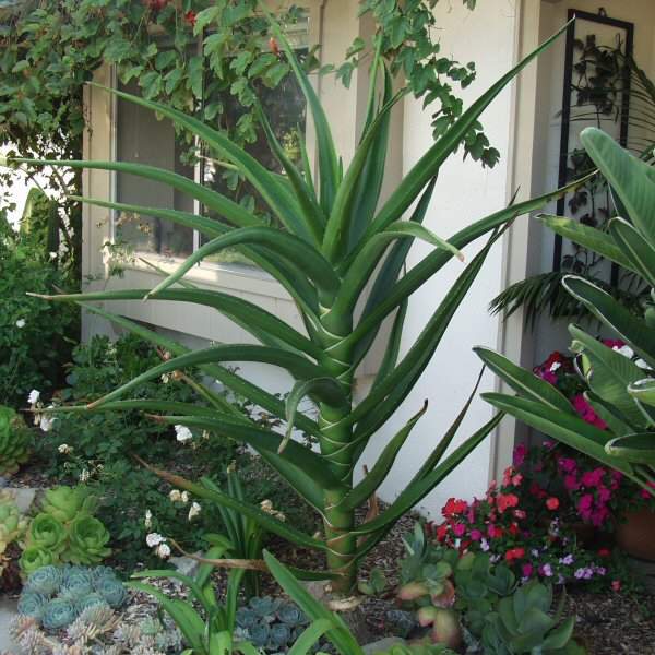 Image of Aloe barberae