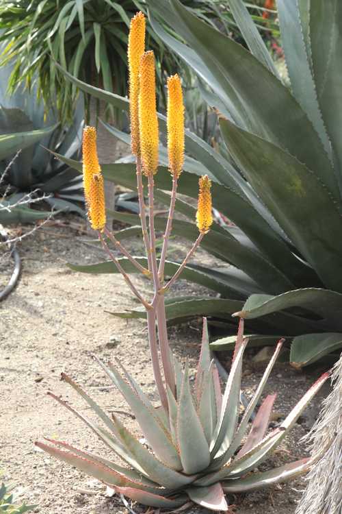 2nd Image of Aloe betsileensis at San Marcos Growers