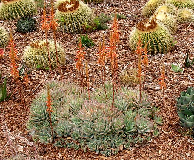 Image of Aloe brevifolia var. depressa