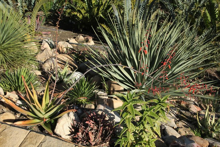 Image of Aloe bulbillifera var. paulianae