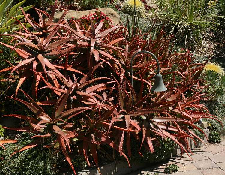 Image of Aloe cameronii