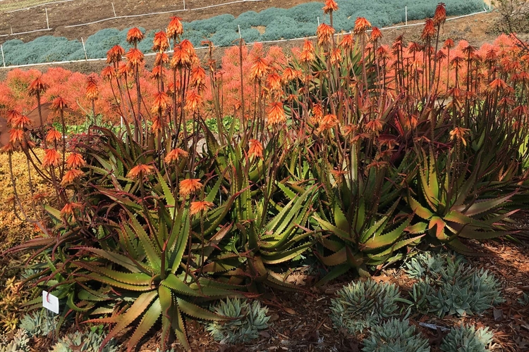 Image of Aloe cameronii 'Creme Tangerine'