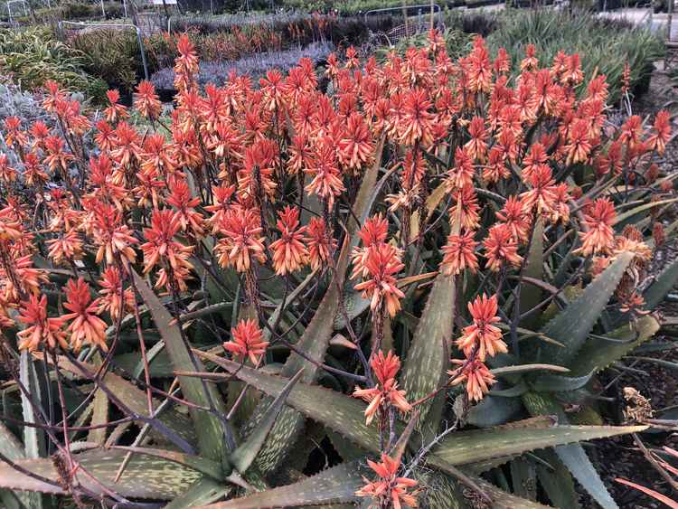 Image of Aloe camperi 'Cornuta'