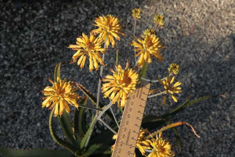 Image of Aloe camperi 'Yellow'