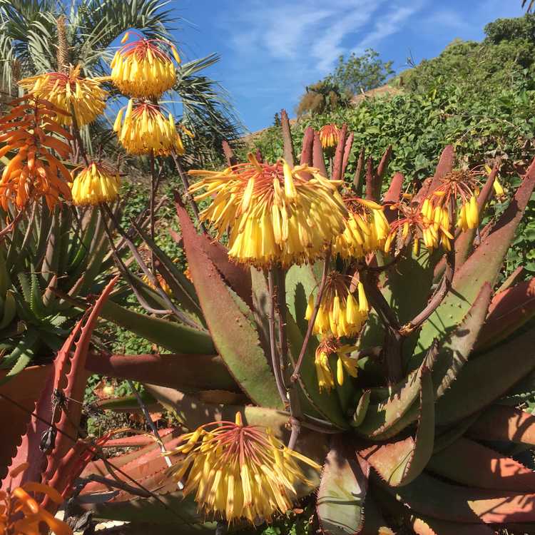 Image of Aloe capitata var. quartziticola