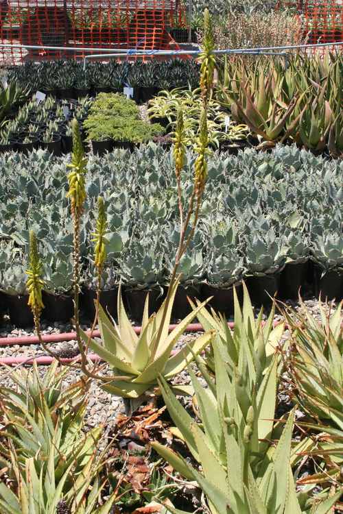 2nd Image of Aloe castellorum at San Marcos Growers