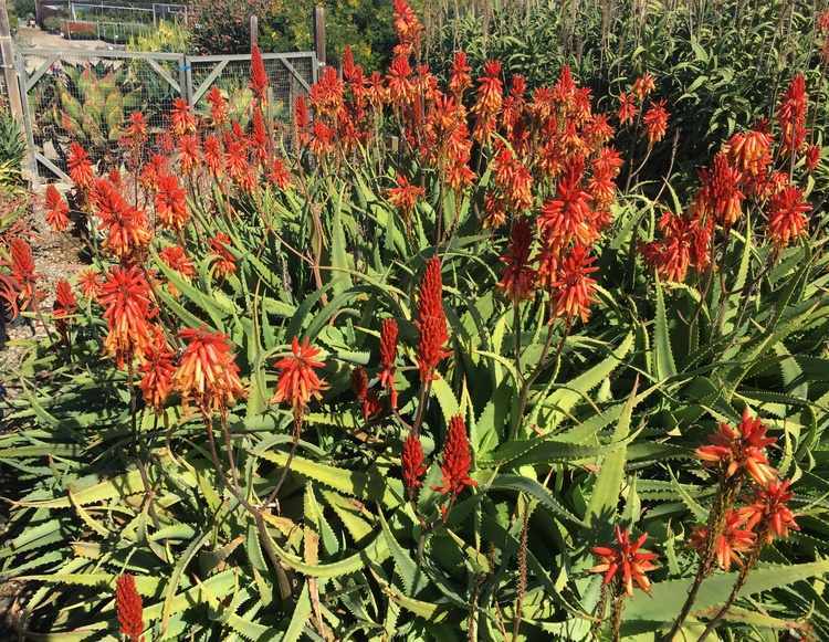 Image of Aloe cheranganiensis