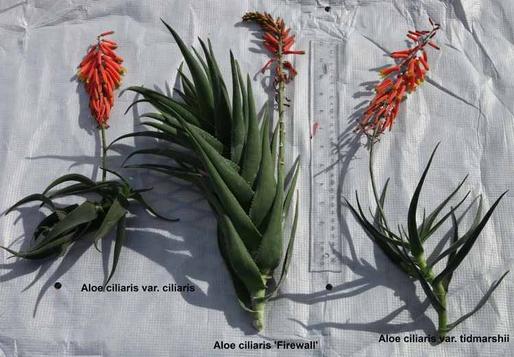 Image of Aloe ciliaris var. tidmarshii