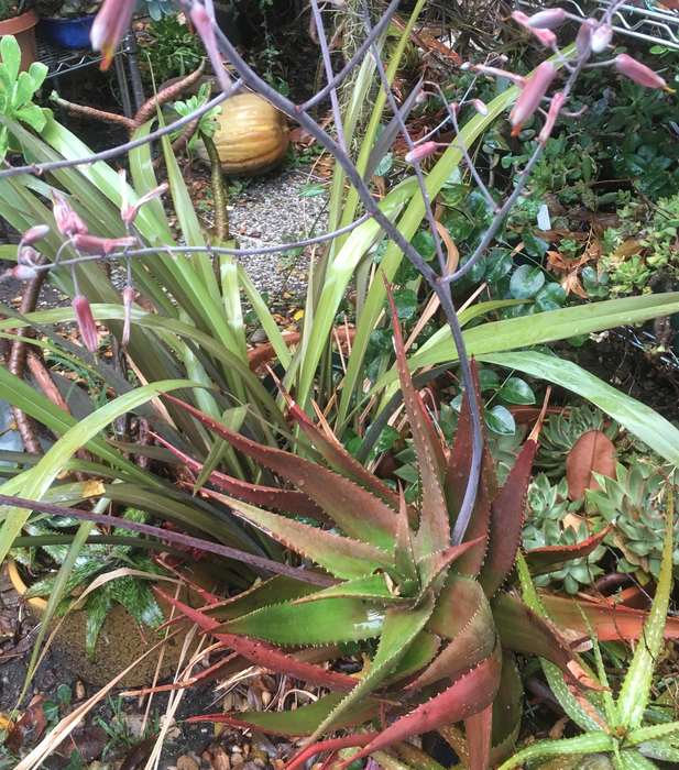 Image of Aloe classenii