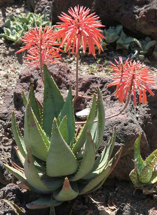 Image of Aloe comptonii