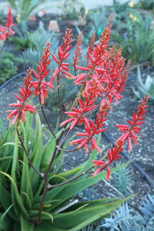 Image of Aloe 'Conejo Flame'