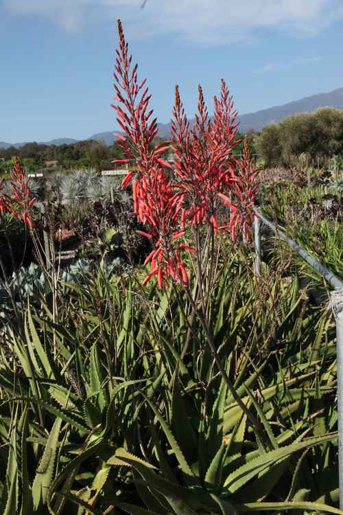 Image of Aloe 'David's Delight'