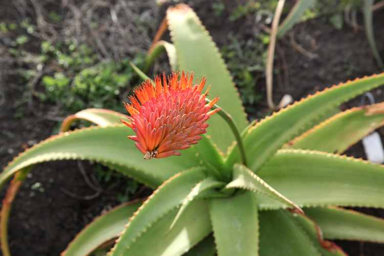 Image of Aloe decurva